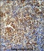 MAF1 Polyclonal Antibody