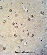 TECTB Antibody in Immunohistochemistry (Paraffin) (IHC (P))