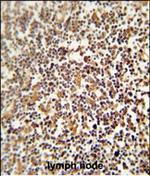 LRRC33 Polyclonal Antibody