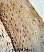 SPDYE3 Polyclonal Antibody