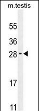 RELL2 Polyclonal Antibody