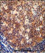 IL-12 p40 Polyclonal Antibody