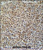PAX7 Polyclonal Antibody