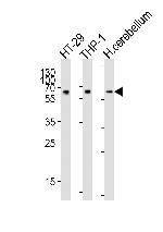 cGAS Antibody in Western Blot (WB)