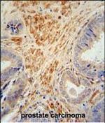FSTL1 Polyclonal Antibody