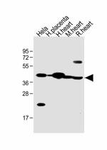 FSTL1 Antibody in Western Blot (WB)