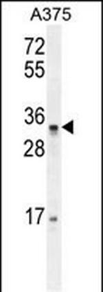 PUSL1 Polyclonal Antibody