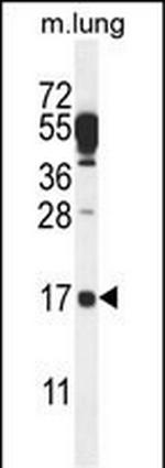 C14orf126 Polyclonal Antibody