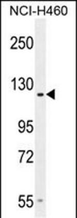 GPR144 Polyclonal Antibody