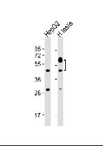 SPATC1 Antibody in Western Blot (WB)