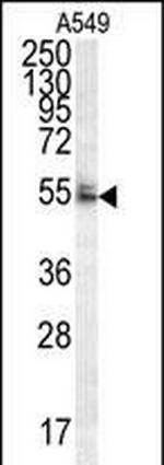 WDR32 Antibody in Western Blot (WB)