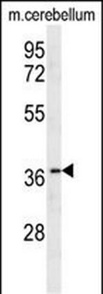 Olfr417 Polyclonal Antibody