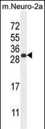 Mist1 Polyclonal Antibody