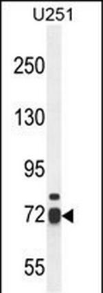 WDR76 Antibody in Western Blot (WB)