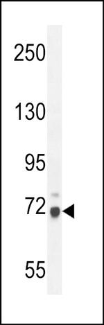 WDR76 Antibody in Western Blot (WB)