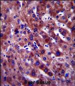 PON1 Polyclonal Antibody
