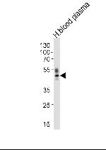 PON1 Antibody in Western Blot (WB)