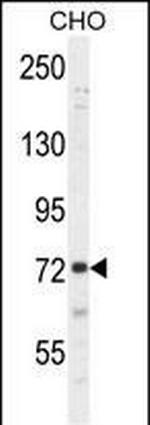 SORBS1 Antibody in Western Blot (WB)