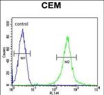 alpha Amylase 2B Antibody in Flow Cytometry (Flow)
