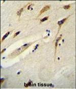 BEX1 Polyclonal Antibody