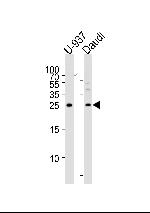 CD37 Polyclonal Antibody