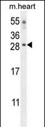Claudin 6 Polyclonal Antibody