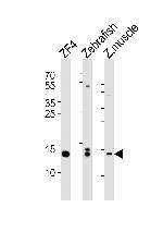 HIST1H2BJ Antibody in Western Blot (WB)
