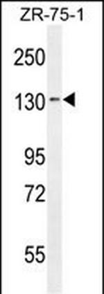 TLL1 Antibody in Western Blot (WB)