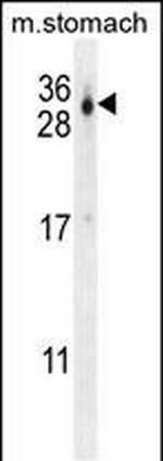 CU070 Antibody in Western Blot (WB)