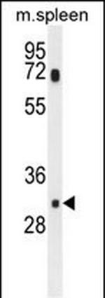 MCAR1 Polyclonal Antibody
