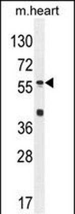 SP8 Polyclonal Antibody