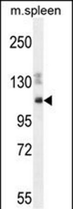 SYNE3 Antibody in Western Blot (WB)