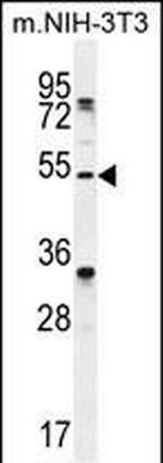 TAPT1 Polyclonal Antibody