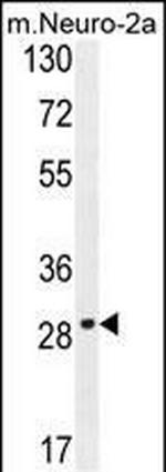 Olfr1500 Antibody in Western Blot (WB)