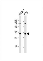 OR6C4 Antibody in Western Blot (WB)