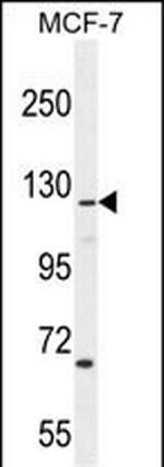 CASKIN2 Antibody in Western Blot (WB)