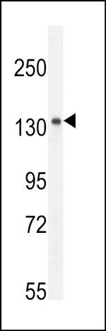 KIAA1199 Polyclonal Antibody