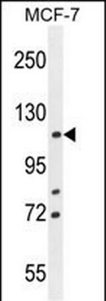 BCLAF1 Antibody in Western Blot (WB)