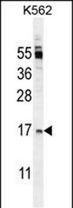 OX40L Polyclonal Antibody