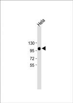LAMP2 Antibody in Western Blot (WB)