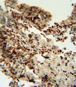 IDO Polyclonal Antibody