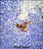 CD146 Antibody in Immunohistochemistry (Paraffin) (IHC (P))
