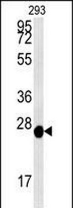 PRDX6 Antibody in Western Blot (WB)