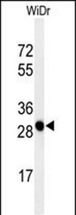 PAQR3 Polyclonal Antibody