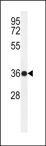 PARD6G Antibody in Western Blot (WB)