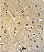 SPRN Polyclonal Antibody
