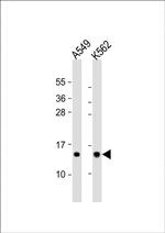 RPS15A Antibody in Western Blot (WB)