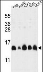 HIST1H2AG Antibody in Western Blot (WB)