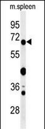 GBP7 Polyclonal Antibody