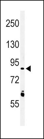 LRRN3 Polyclonal Antibody